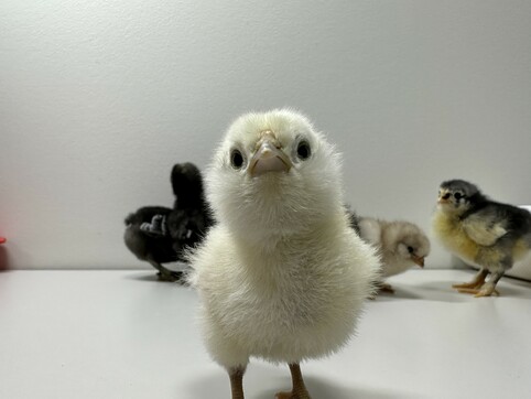 Newly hatched  yellow chick looking at the camera with a quizzical expression